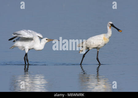 Juveniele Lepelaar bedelende om voedsel; capretti Eurasian Spoonbill Elemosinare il cibo Foto Stock