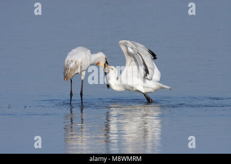 Juveniele Lepelaar bedelende om voedsel; capretti Eurasian Spoonbill Elemosinare il cibo Foto Stock