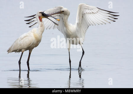 Juveniele Lepelaar bedelende om voedsel; capretti Eurasian Spoonbill Elemosinare il cibo Foto Stock