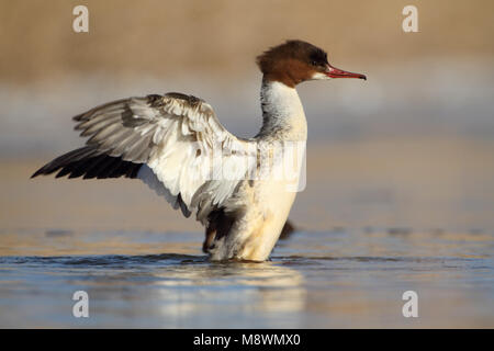 Vrouwtje Grote Zaagbek, Femmina smergo maggiore Foto Stock