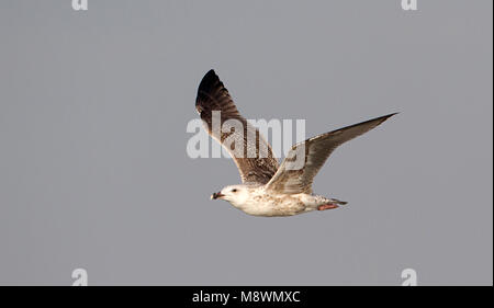 Onvolwassen Grote Mantelmeeuw in vlucht, immaturi grande nero-backed Gull in volo Foto Stock