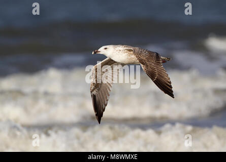 Onvolwassen Grote Mantelmeeuw in vlucht, immaturi grande nero-backed Gull in volo Foto Stock