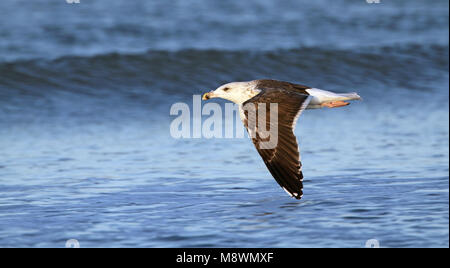 Onvolwassen Grote Mantelmeeuw in vlucht, immaturi grande nero-backed Gull in volo Foto Stock