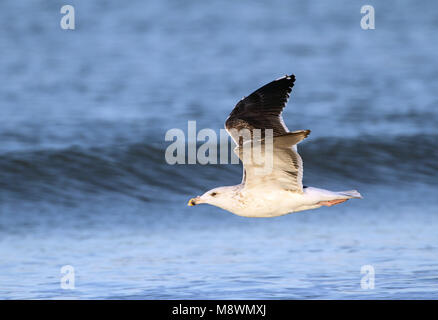 Onvolwassen Grote Mantelmeeuw in vlucht, immaturi grande nero-backed Gull in volo Foto Stock