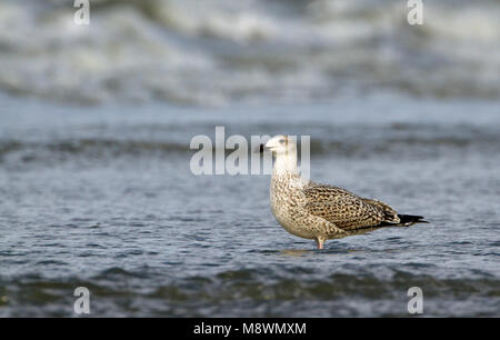 Juveniele Grote Mantelmeeuw, capretti grande nero-backed Gull Foto Stock