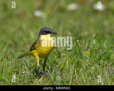 Mannetje Noordse Gele Kwikstaart, maschio occidentale Wagtail giallo Foto Stock