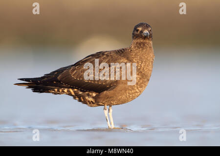 Juveniele Kleine Jager; capretti Jaeger parassita Foto Stock