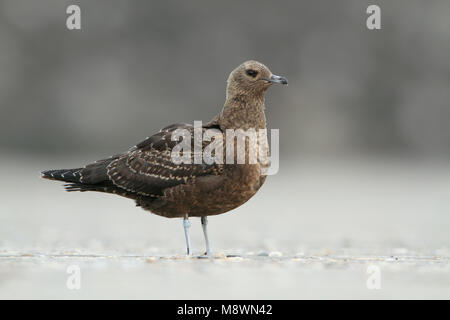 Juveniele Kleine Jager; capretti Jaeger parassita Foto Stock