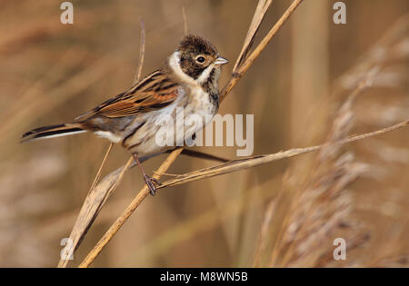 Mannetje Volwassen Rietgors, maschio adulto Reed Bunting Foto Stock