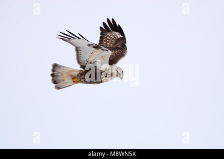 In Ruigpootbuizerd vlucht, Ruvida zampe Poiana in volo Foto Stock