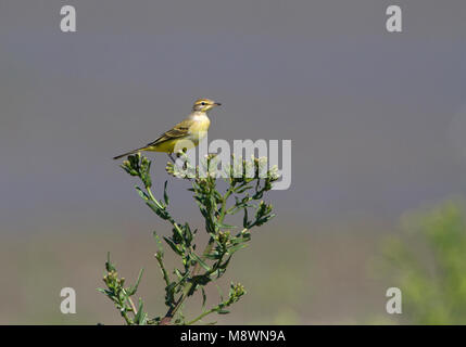 Engelse Gele Kwikstaart, Western Wagtail giallo Foto Stock