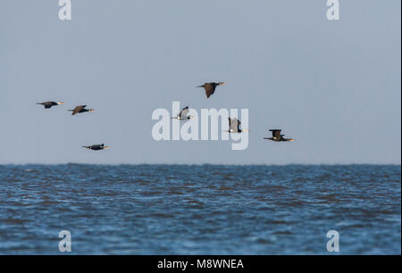 Groep Aalscholvers vliegend boven zee; Gregge di grande cormorano (Phalacrocorax carbo) battenti avove Mare del Nord Foto Stock