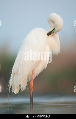 Grote Zilverreiger poetsend; Western Airone bianco maggiore preening Foto Stock