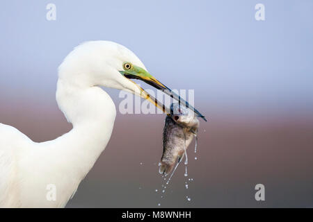 Grote Zilverreiger incontrato vis in bek; Western Airone bianco maggiore con il pesce nel becco Foto Stock