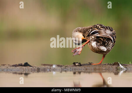 Wilde Eend poetsend vrouw op waterkant; Mallard preening femmina a waterside Foto Stock