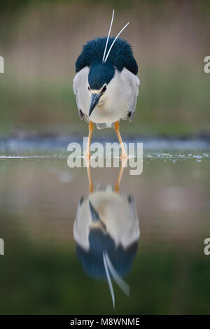 Kwak jagend in acqua; Nitticora caccia in acqua Foto Stock