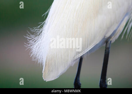 Staartveren Kleine Zilverreiger in stretta fino; Garzetta timoniere in stretta fino Foto Stock