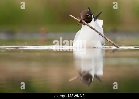 Kokmeeuw zwemmend incontrato nestmateriaal in bek; Comune a testa nera piscina gabbiano con materiale di nidificazione nel becco Foto Stock