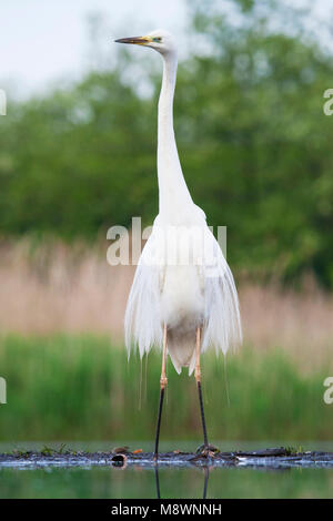 Grote Zilverreiger staand in acqua; Western Airone bianco maggiore in piedi in acqua Foto Stock