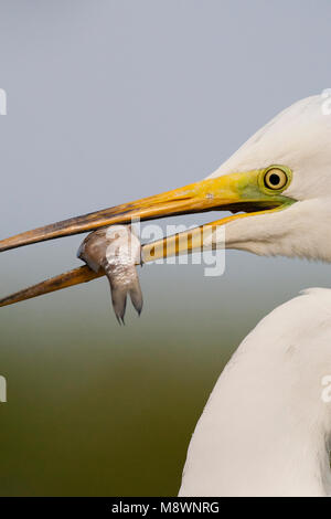 Grote Zilverreiger incontrato vis in bek; Western Airone bianco maggiore con il pesce nel becco Foto Stock