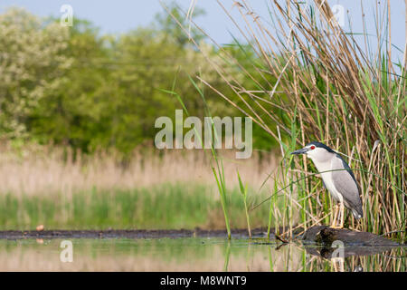 Kwak staand op waterkant; Nitticora permanente al waterside Foto Stock