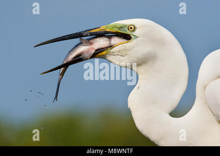 Grote Zilverreiger incontrato vis in bek; Western Airone bianco maggiore con il pesce nel becco Foto Stock