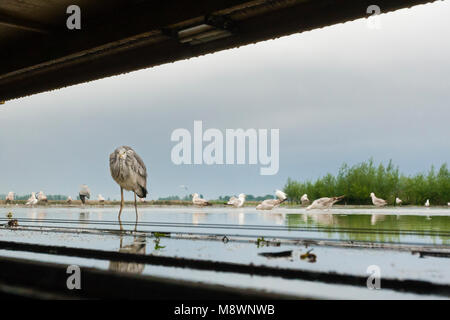 Blauwe Reiger staand in acqua gezien vanuit schuilhut; Airone cenerino in piedi in acqua visto da nascondere Foto Stock