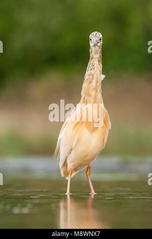 Ralreiger volwassen staand in acqua tijdens regenbui, Sgarza ciuffetto adulto in piedi in acqua durante la doccia a pioggia Foto Stock