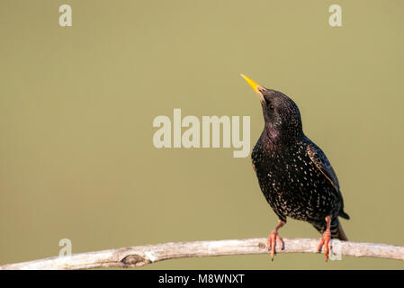 Spreeuw zittend op tak; Comune Starling appollaiato sul ramo Foto Stock