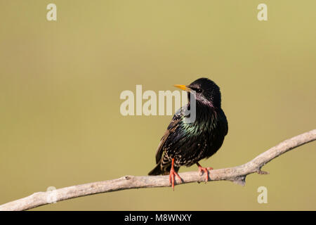 Spreeuw zittend op tak; Comune Starling appollaiato sul ramo Foto Stock