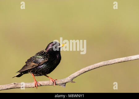 Spreeuw zittend op tak; Comune Starling appollaiato sul ramo Foto Stock