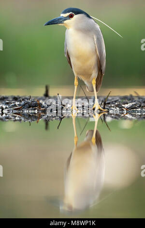 Kwak staand op waterkant; Nitticora permanente al waterside Foto Stock