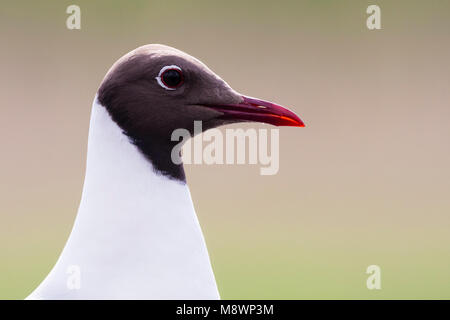 Kokmeeuw portret; Comune a testa nera ritratto di gabbiano Foto Stock