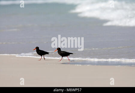 Afrikaanse Zwarte Scholekster paar rennend op strand; nero africano Oystercatcher coppia in esecuzione su una spiaggia; Foto Stock