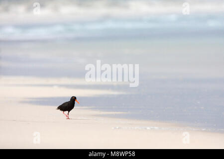 Afrikaanse Zwarte Scholekster staand op een strand; nero africano Oystercatcher permanente sulla spiaggia; Foto Stock