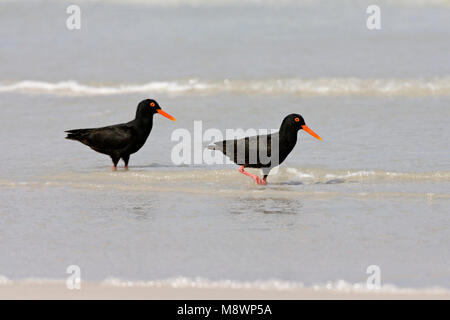 Afrikaanse Zwarte Scholekster staand op een strand; nero africano Oystercatcher permanente sulla spiaggia; Foto Stock