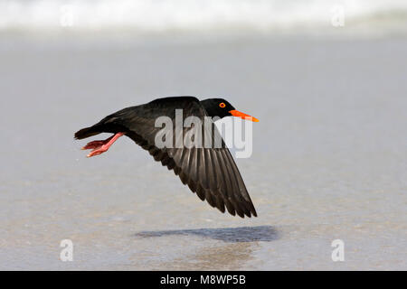 Afrikaanse Zwarte Scholekster volwassen vliegend; nero africano Oystercatcher adulto battenti Foto Stock