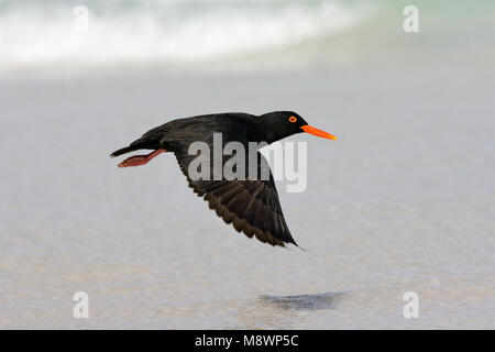 Afrikaanse Zwarte Scholekster volwassen vliegend; nero africano Oystercatcher adulto battenti Foto Stock