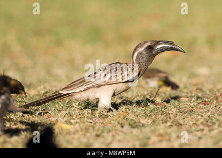 Grijze Tok, africano grigio Hornbill, Tockus nasutus Foto Stock