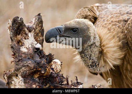 Witruggier, African White-backed Vulture, Gyps africanus Foto Stock