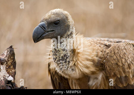 Witruggier, African White-backed Vulture, Gyps africanus Foto Stock