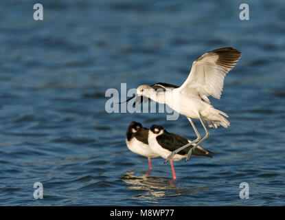 Landende Noord-amerikaanse Kluut; SBARCO American Avocet Foto Stock