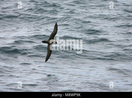 Schlegels Stormvogel vliegend; atlantica Petrel battenti Foto Stock