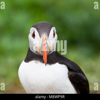 Papegaaiduiker close-up; Atlantic Puffin close up Foto Stock