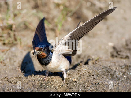 Boerenzwaluw modder verzamelend voor zijn nido; Barn Swallow raccolta fango per il suo nido Foto Stock