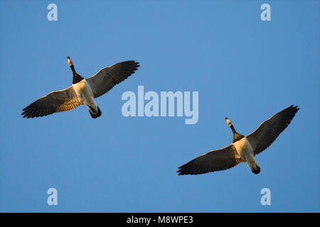 Brandgans paar vliegend; Barnacle Goose coppia battenti Foto Stock