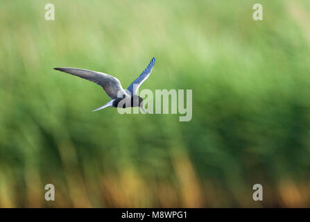 Volwassen zomerkleed Zwarte Stern in de vlucht; adulto estate Black Tern in volo Foto Stock