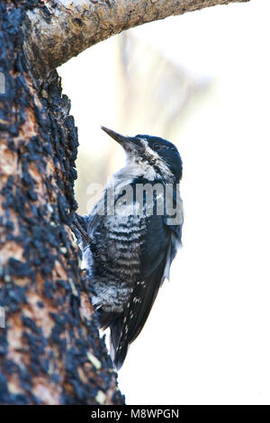 Zwartrugspecht, nero-backed Woodpecker Foto Stock