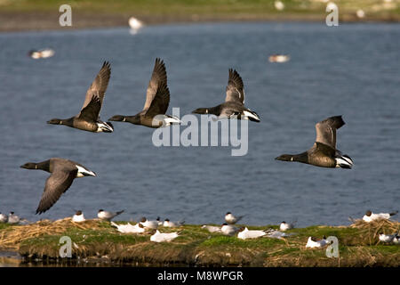 Groep Rotganzen in vlucht boven kokmeeuw kolonie; Group of Dark-bellied Brent Geese in flight above Black-headed Gull colony Foto Stock