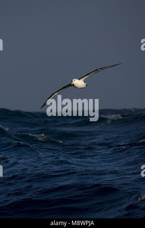 Adulto nero-browed Albatross volare al di sopra dell'oceano aperto contro il cielo blu; volwassen Wenkbrauwalbatros vliegend boven de oceaan tegen blauwe lucht Foto Stock